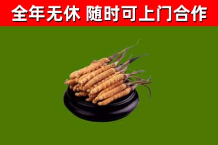 塔城回收冬虫夏草